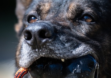 Unique partnership for Military Working Dogs