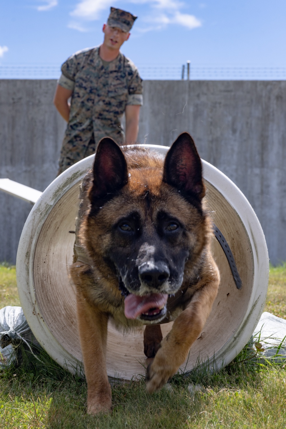 Being Stationed in Okinawa: Sgt. Phelan and MWD Graco