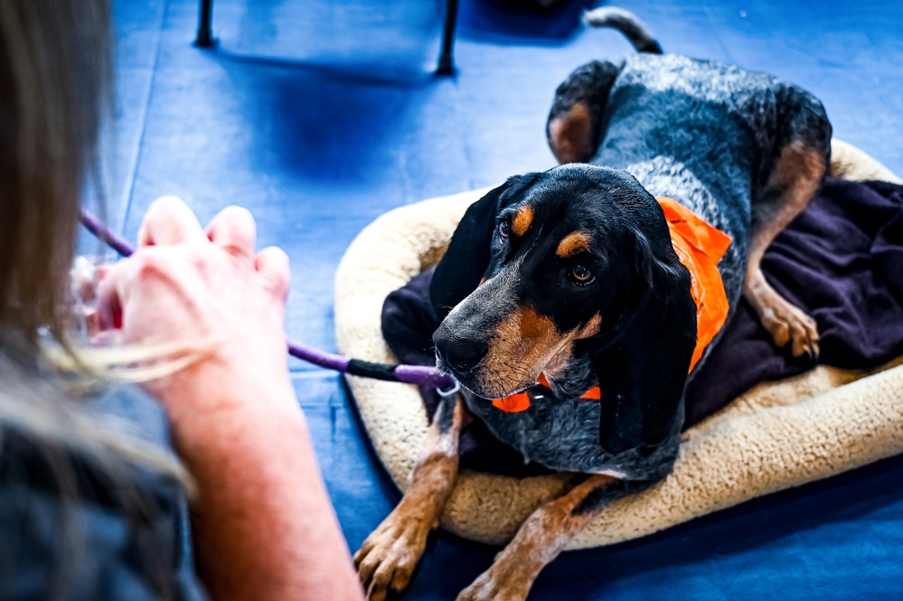 Service members manage stress with 'Bright and Beautiful' Therapy Dogs