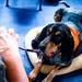 Service members manage stress with 'Bright and Beautiful' Therapy Dogs