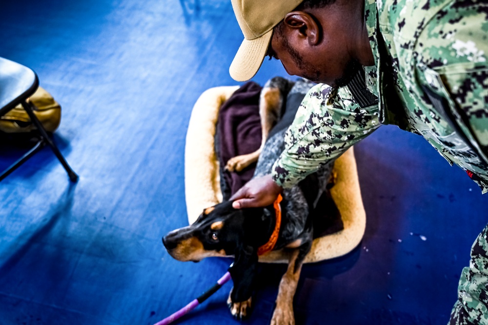 Service members manage stress with 'Bright and Beautiful' Therapy Dogs