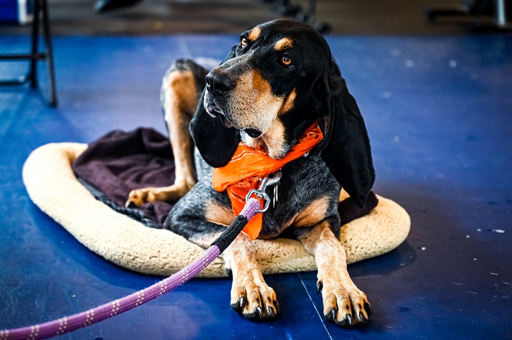 The bright and hot sale beautiful therapy dogs