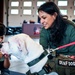 Service members manage stress with 'Bright and Beautiful' Therapy Dogs