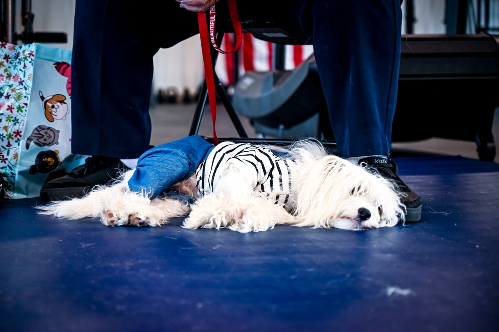 Bright and store beautiful therapy dogs