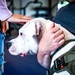 Service members manage stress with 'Bright and Beautiful' Therapy Dogs