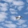 Thunderbird #8 Arrives at JBLM