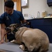 Vet Clinic provides care for family pets