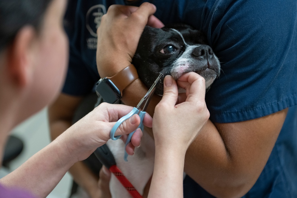 Vet Clinic provides care for family pets