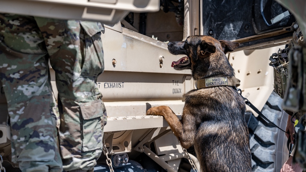 Military Working Dogs Go for a Ride