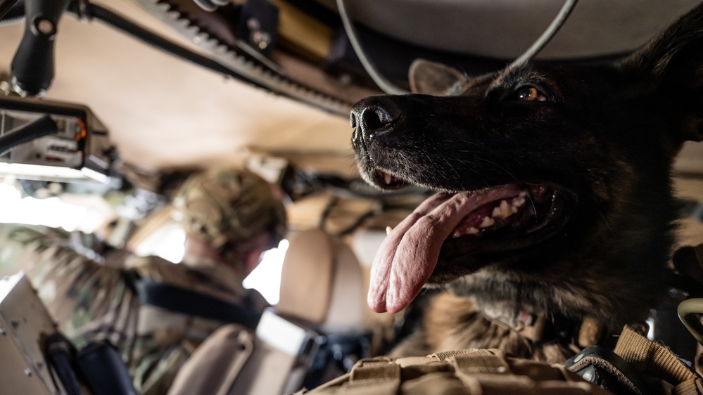 Military Working Dogs Go for a Ride