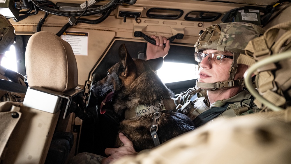 Military Working Dogs Go for a Ride