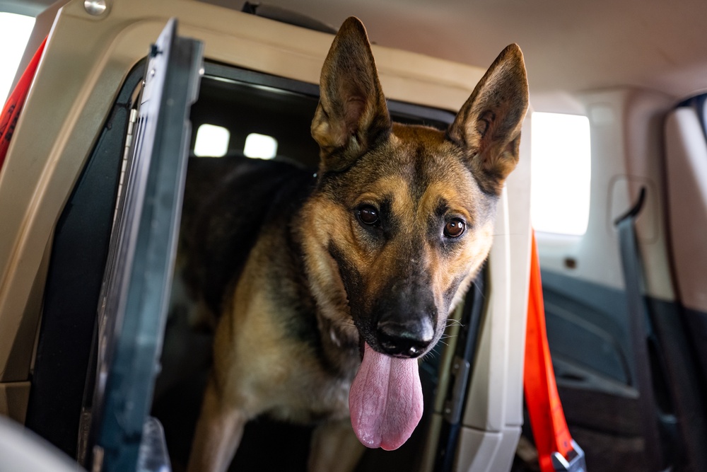 Military Working Dog Team Inspects and Protects