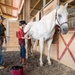 Horsemanship classes provide unique experience for exceptional families at JBSA Fort Sam Houston