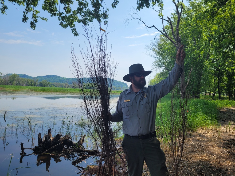 Corps plants trees for future generations