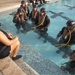 French Soldiers Conduct Shallow Water Egress Training at MCBH