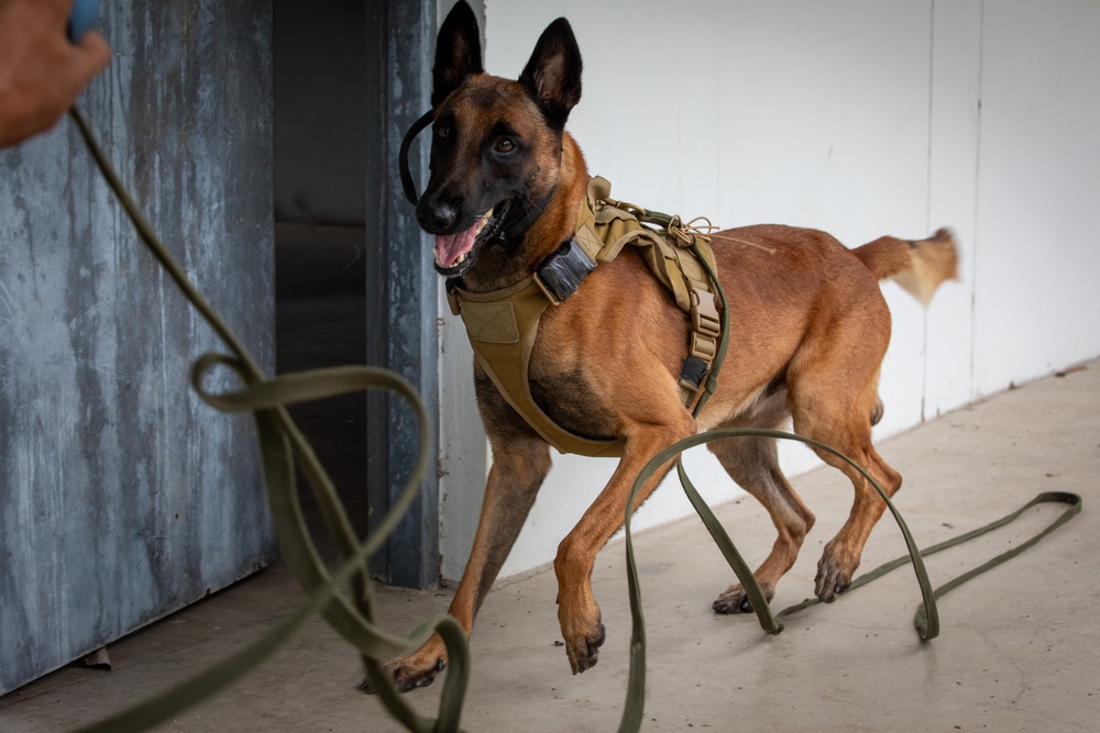 US Army K-9 handlers train in Thailand