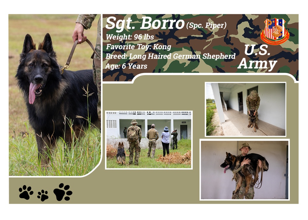 US Army, Royal Thai Army Military Working Dogs team up for joint training exercises