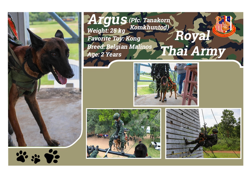 US Army, Royal Thai Army Military Working Dogs team up for joint training exercises