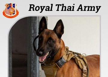 US Army, Royal Thai Army Military Working Dogs team up for joint training exercises
