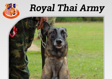 US Army, Royal Thai Army Military Working Dogs team up for joint training exercises