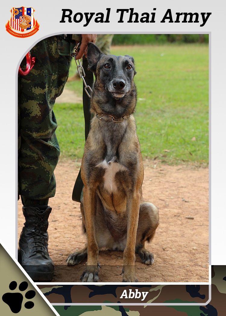 US Army, Royal Thai Army Military Working Dogs team up for joint training exercises