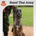 US Army, Royal Thai Army Military Working Dogs team up for joint training exercises