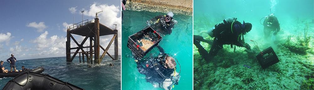 STEWARDS OF THE SEA: NUWC Division Newport’s Coral Mitigation Team keeps AUTEC pier construction project on schedule by relocating rare coral