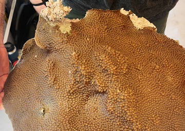 STEWARDS OF THE SEA: NUWC Division Newport’s Coral Mitigation Team keeps AUTEC pier construction project on schedule by relocating rare coral