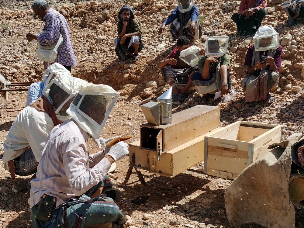 USAID Supports Honey Producers in Yemen