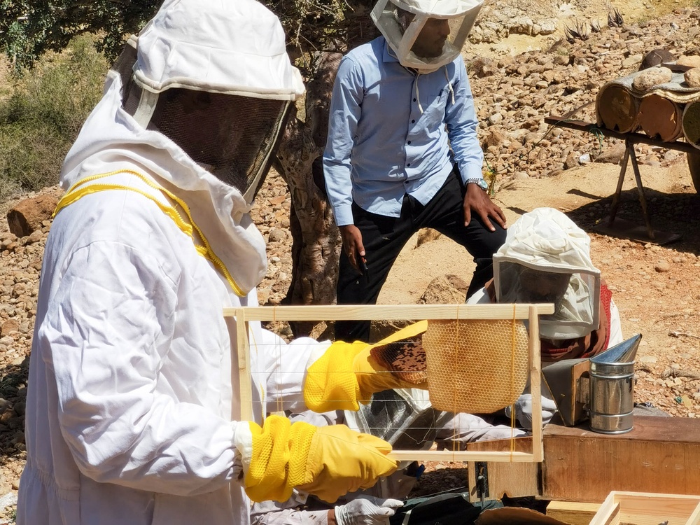USAID Supports Honey Producers in Yemen