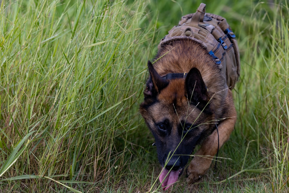 Joint MWD Explosive Detection Training