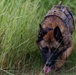 Joint MWD Explosive Detection Training