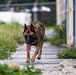 Joint MWD Explosive Detection Training