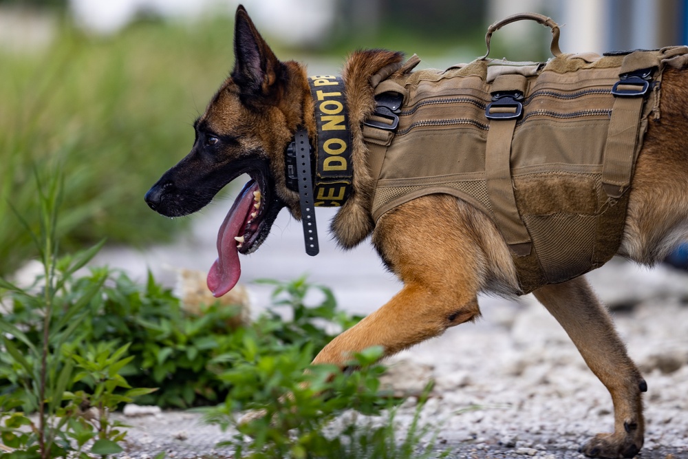 Joint MWD Explosive Detection Training