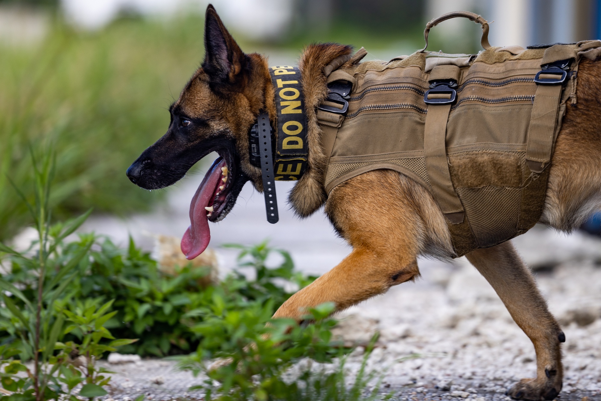 DVIDS - Images - Joint MWD Explosive Detection Training [Image 10 of 20]