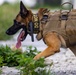 Joint MWD Explosive Detection Training