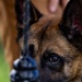 Joint MWD Explosive Detection Training