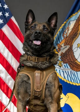 Navy SEAL Military Working Dog Retires