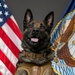 Navy SEAL Military Working Dog Retires