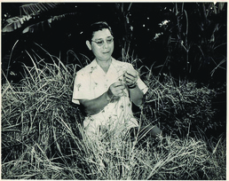 Edward Y. Hosaka at work in the field