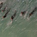 Just Keep Swimming