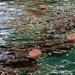 Just Keep Swimming