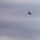 Combined Joint Live Fire Exercise: Talisman Sabre 23 Combined Joint Live Fire Exercise: Talisman Sabre 23