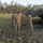 Establishing a Safety Net for Talisman Sabre 23 Establishing a Safety Net for Talisman Sabre 23