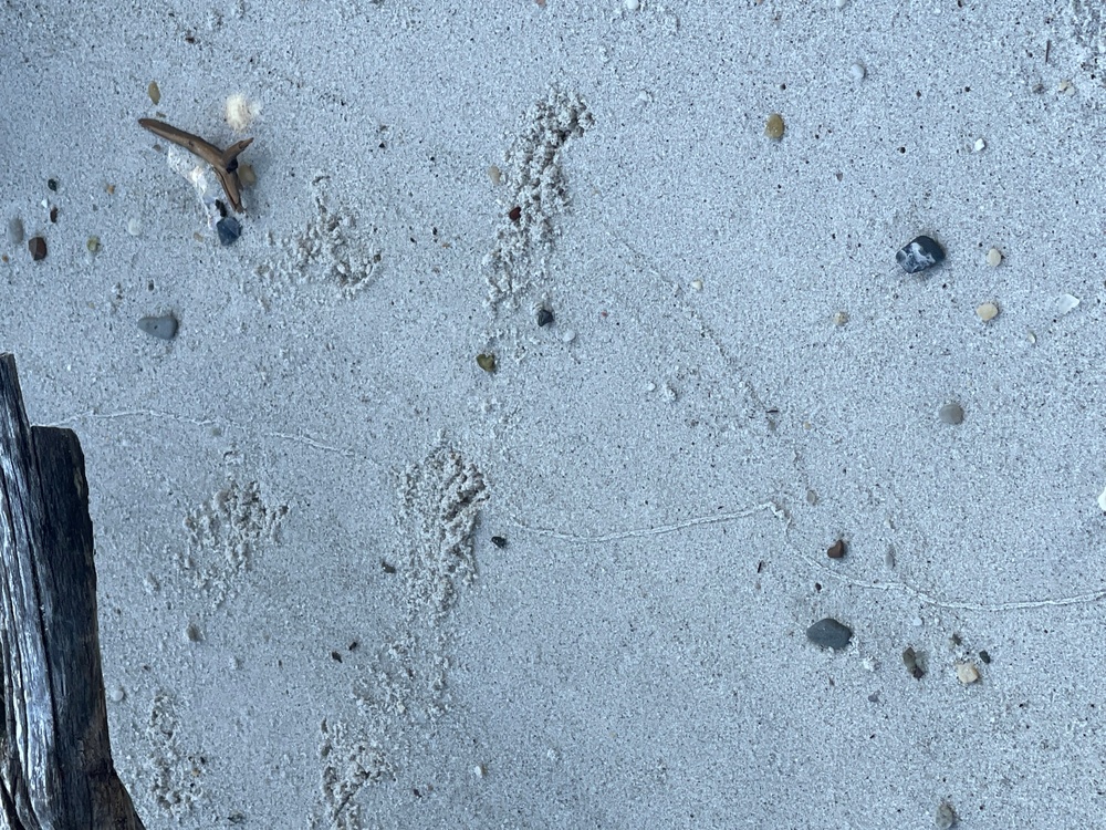 Turtle Footprints