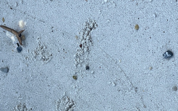 Turtle Footprints