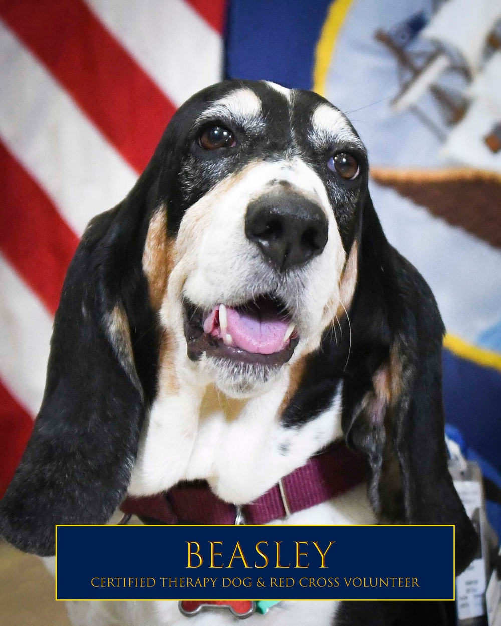 Beasley the Basset Hound, a certified therapy dog, serves as a volunteer at NMCCL