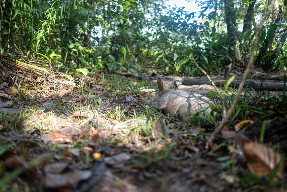 Tradewinds 23 Jungle Amphibious Training School: Jungle Food