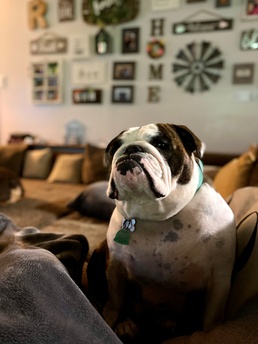 BJACH celebrates the Dog Days of Summer with the Defense Health Agency