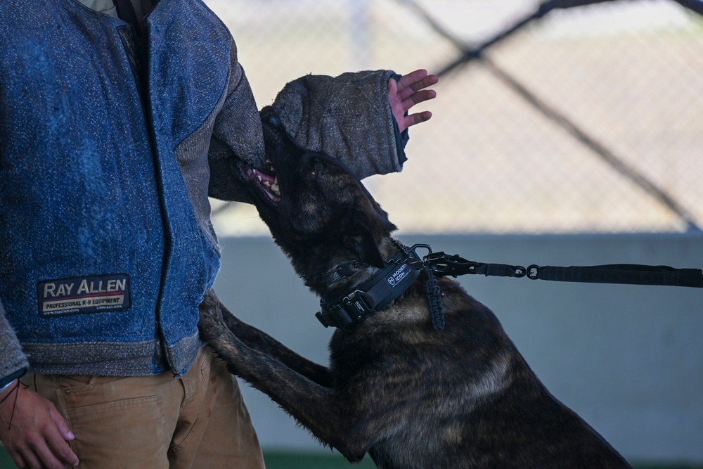 Military Working Dogs: Mission Essential